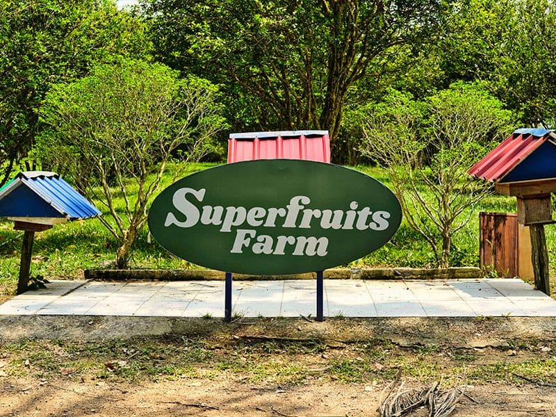 Roast Suckling Pig Feast + Hotel Seafood Buffet · Luxury Gourmet Day Trip